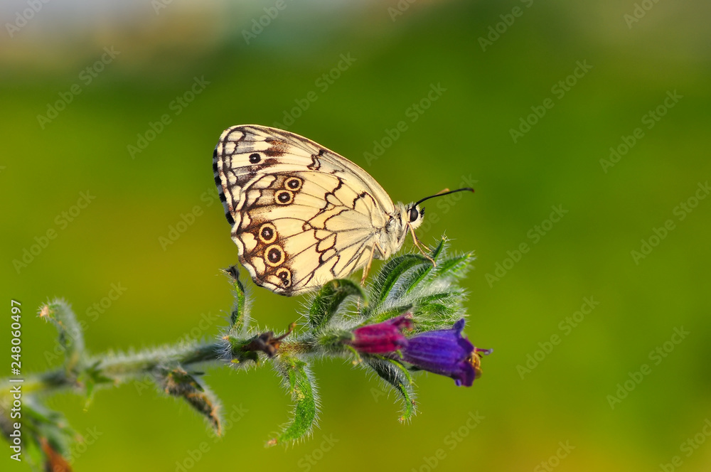 Closeup   beautiful butterfly sitting on flower