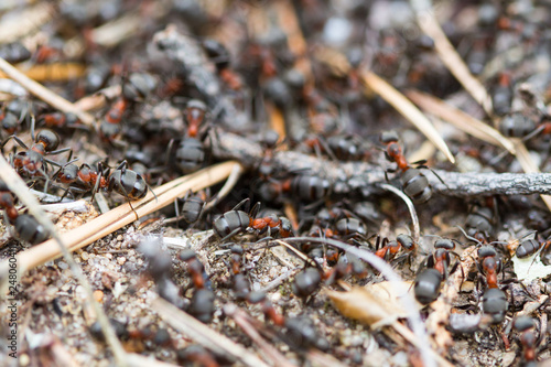 Forest ants in an anthill closeup