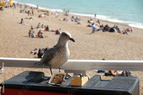 A seagull ramages though leftovers on the Brighton Pier photo