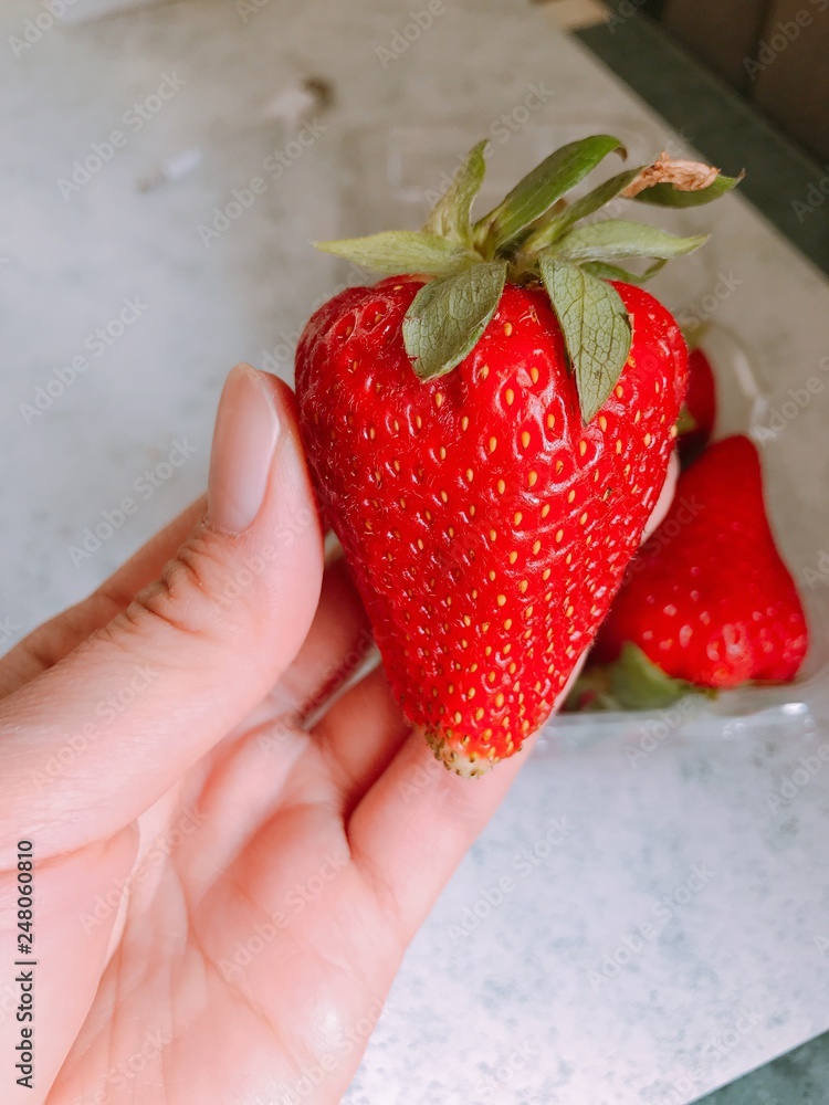 Obraz premium Close up red juicy delicious strawberry with a bite and whole hand holding strawberry summer fruit healthy super big 