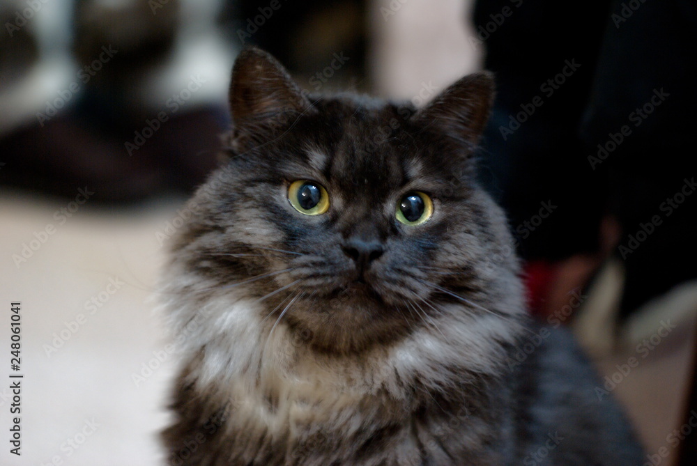 Black cat with white sales undercoat