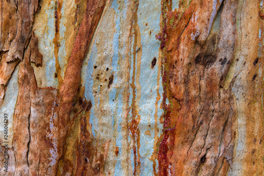 Eucalyptus tree bark texture, colourful natural abstract pattern