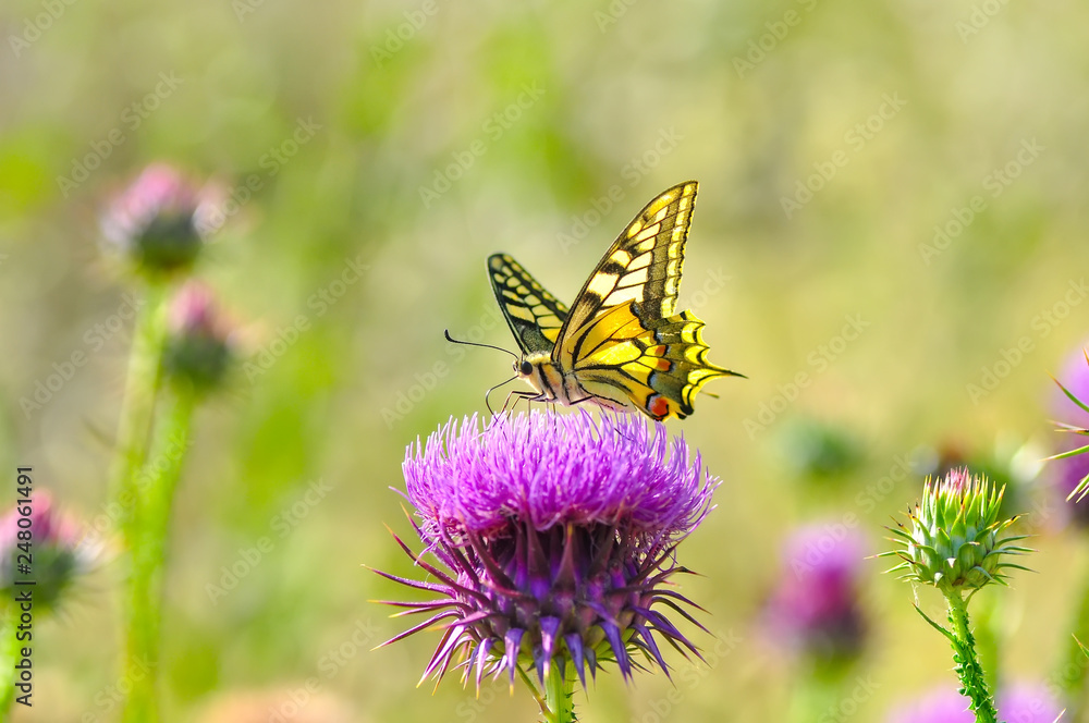 Closeup beautiful butterfly sitting on flower Closeup beautiful butterfly sitting on flower