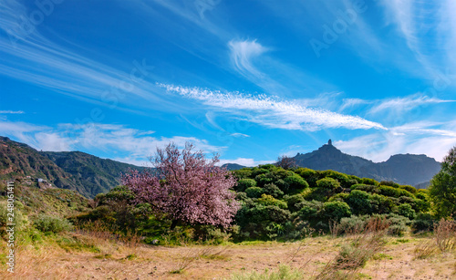 Blooming almond tree in the countryside of Gran Canaria, Spain photo