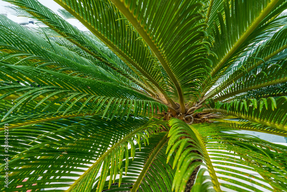 Green leaves of a tropical coconut palm Green leaves of a tropical coconut palm