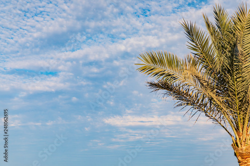 Palme am Strand mit blauem Himmel und Wolken