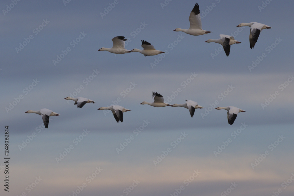 Beautiful white snow geese soar across sunset sky Beautiful white snow geese soar across sunset sky