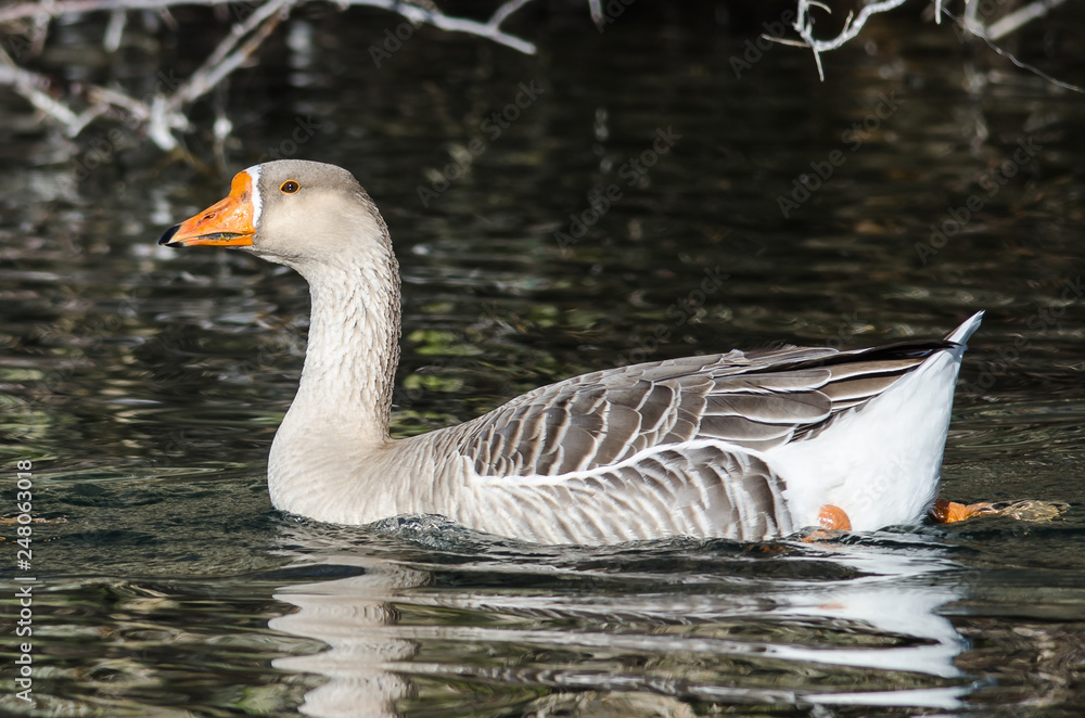 Domestic Goose Swimming Alone in the Peaceful Pond