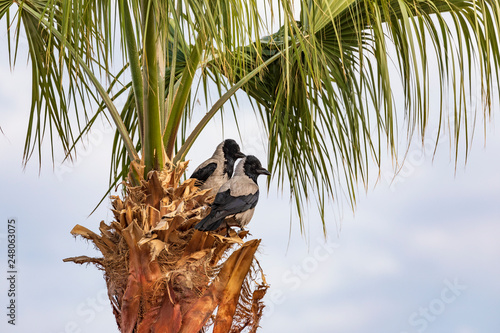 Aaskrähen auf einer Palme mit blauem Himmel und Wolken photo