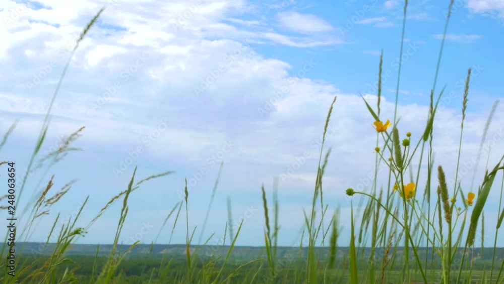 grass field and cloudy sky grass field and cloudy sky