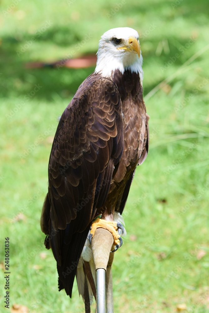 Obraz premium rapaces