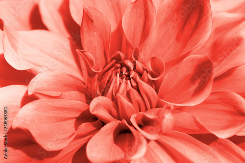 Dahlia flower closeup in main trendy Living Coral color of the year 2019