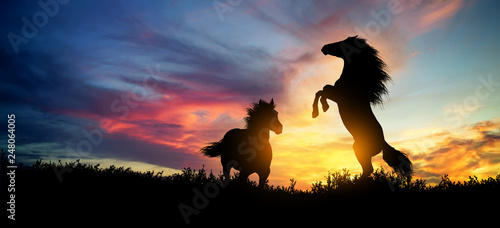 Horses running at sunset