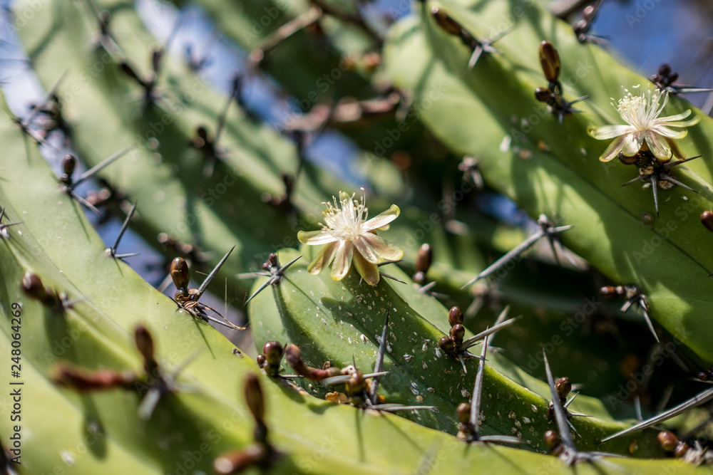 Cactus floreando