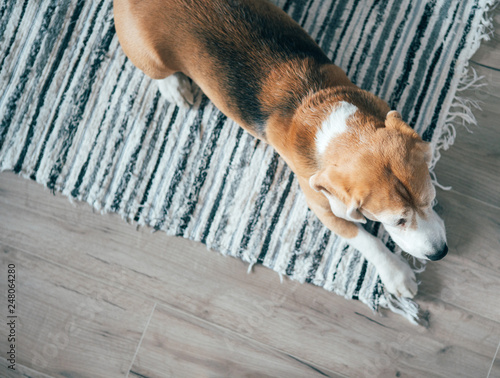 Pies rasy Beagle spokojnie śpi na macie w paski na podłodze laminowanej. Zwierzęta w przytulnym domu widok z góry.