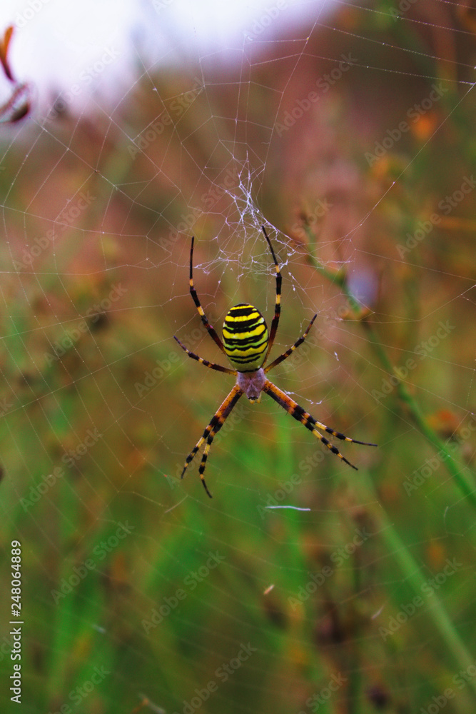 Argiope bruennichi spider waiting for prey. Spider in the web Argiope bruennichi spider waiting for prey. Spider in the web