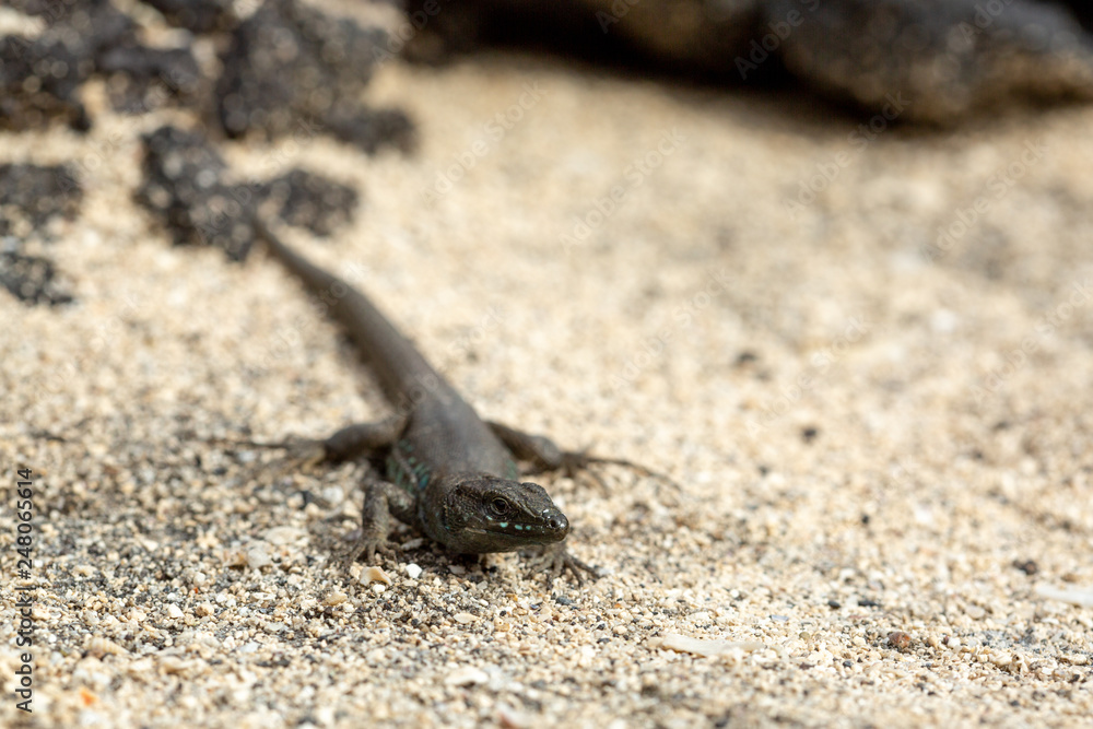 Canary small lizard basks in the sun.