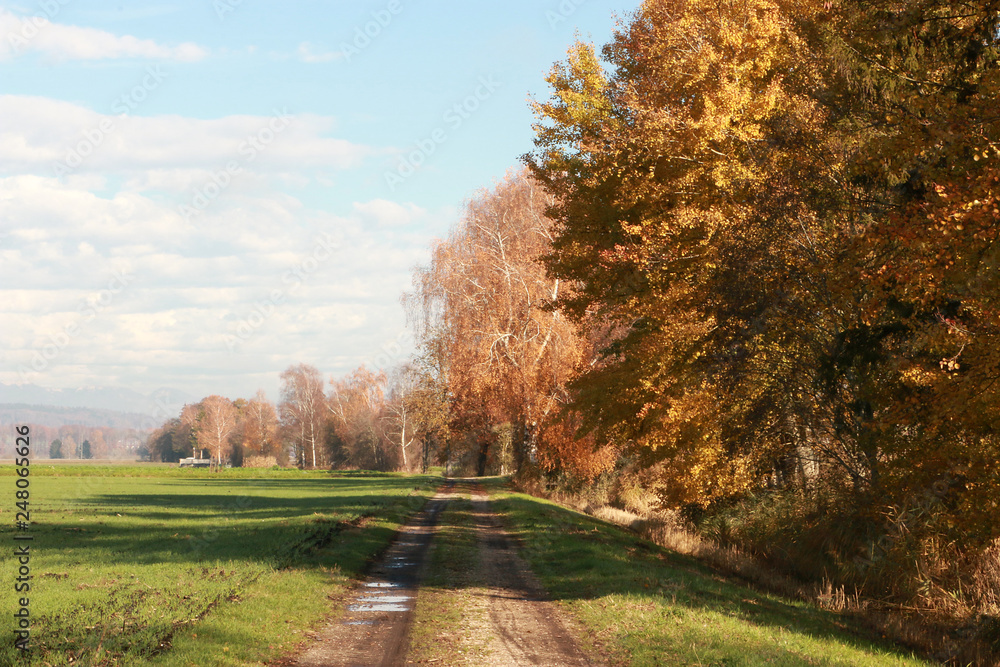 Backroad And Trees
