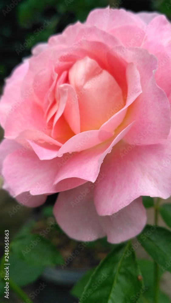 rose macro rose macro