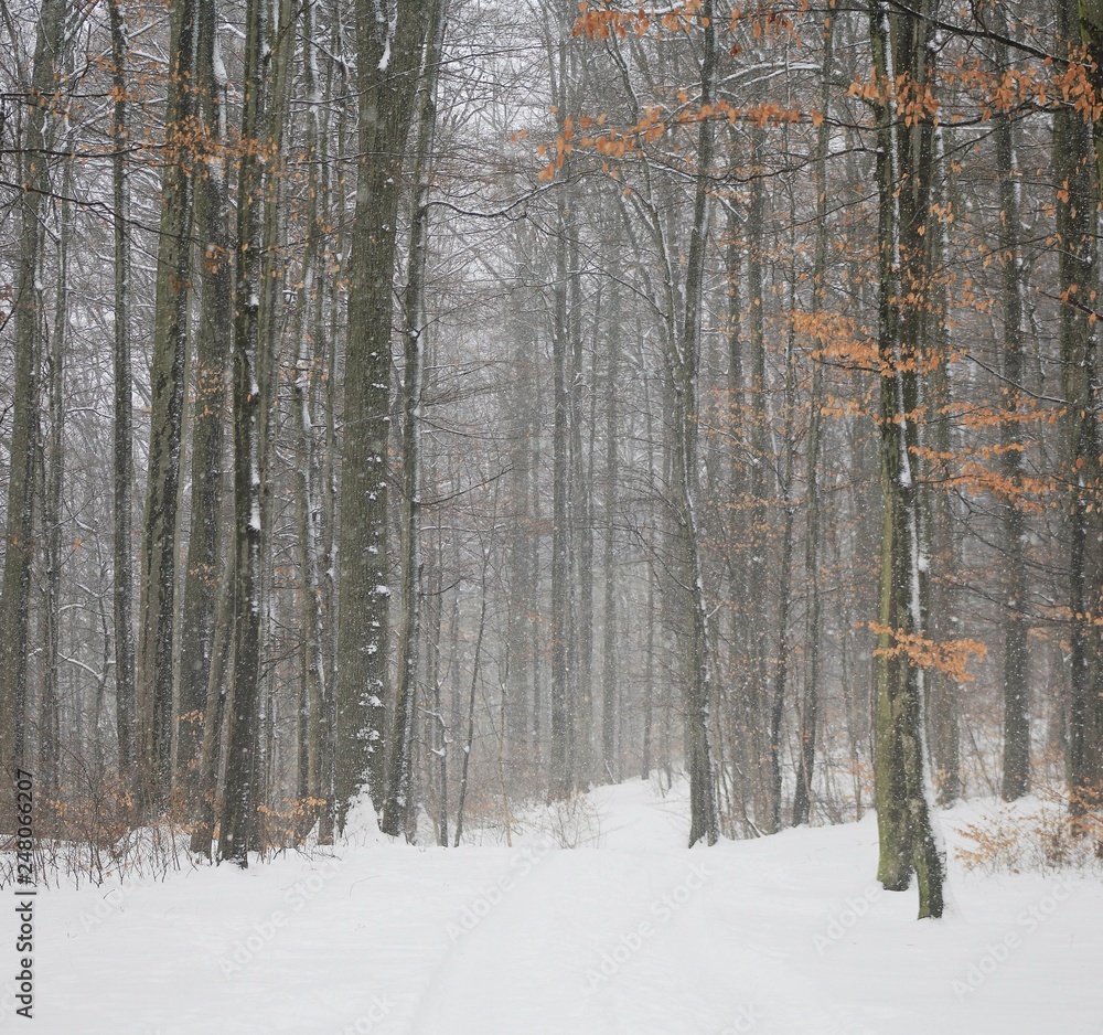 Forest Road In Winter