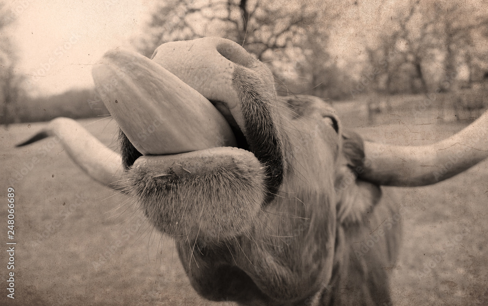 Texas Longhorn cow with tongue out for funny animal portrait with rustic style to image.