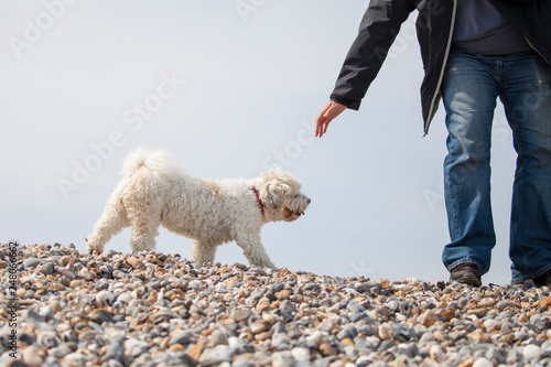 Adorable dog which is a mix between shih tzu and bichon frise on the beach photo