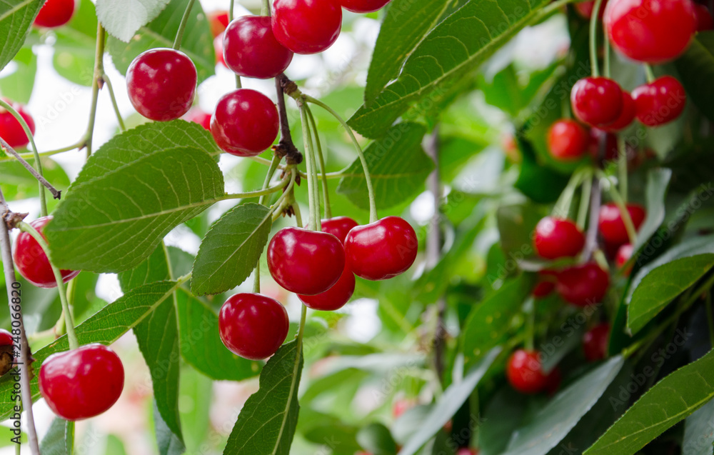 ripe cherry berry on a tree branch ripe cherry berry on a tree branch