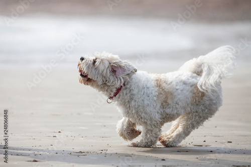Valokuva Adorable dog which is a mix between shih tzu and bichon frise on the beach