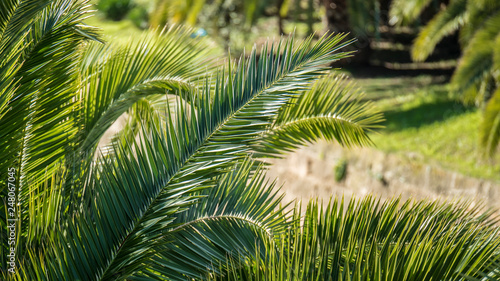 Palmen in Palma de Mallorca © Andreas