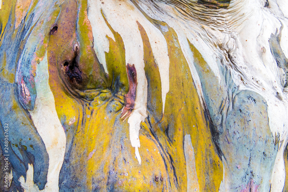 Eucalyptus tree bark texture, colourful natural abstract pattern