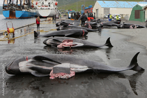 Cuadro en lienzo Killed black dolphins on the wet pavement of the pier,Runavik,Faroe Islands