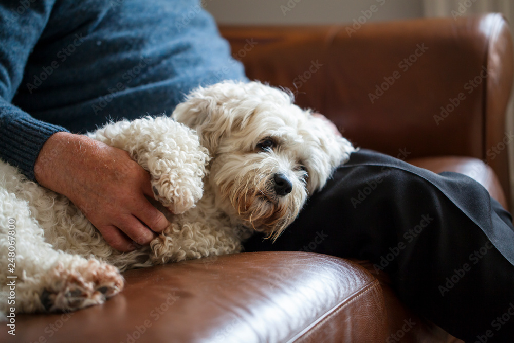 Adorable dog which is a mix between shih tzu and bichon frise Adorable dog which is a mix between shih tzu and bichon frise