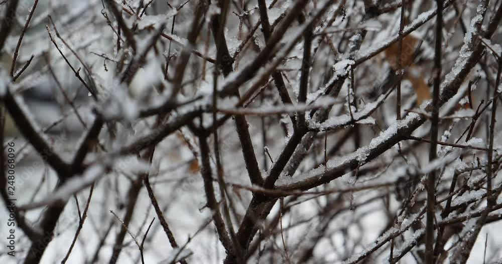 Close up of slow motion snow falling by small bush winter Close up of slow motion snow falling by small bush winter