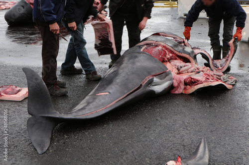 Canvas-taulu The killed black dolphins are being cut by the inhabitants of the commune of Run