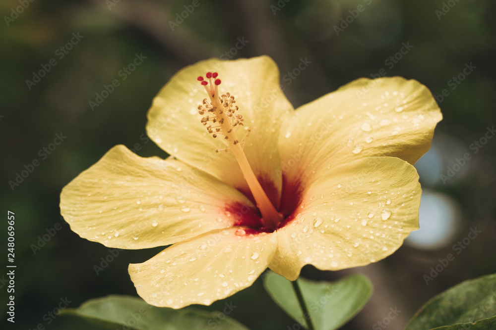 Fototapeta premium Yellow Hibiscus blooming