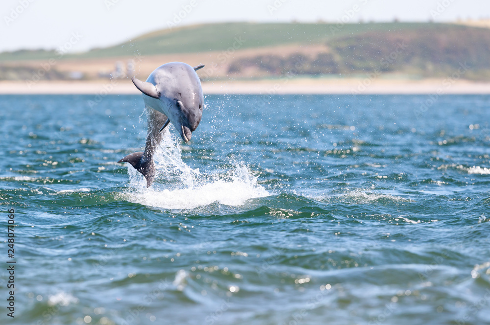 Naklejka premium Playful wild bottlenose dolphin tursiops truncatus