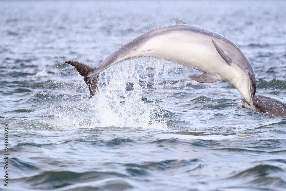 Obraz premium Playful wild bottlenose dolphin tursiops truncatus
