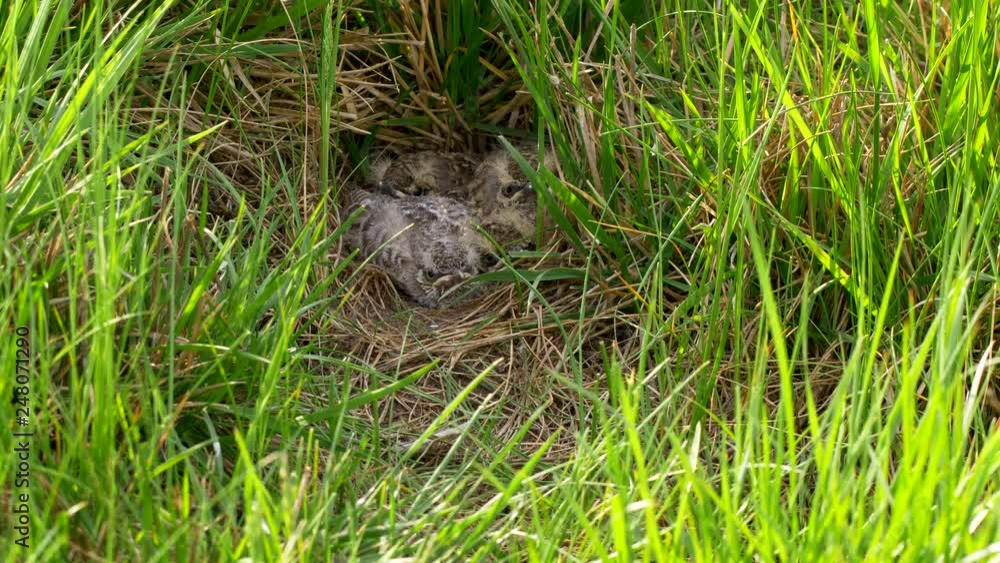 Crested lark (Galerida cristata) feeding chicks in nest Crested lark (Galerida cristata) feeding chicks in nest