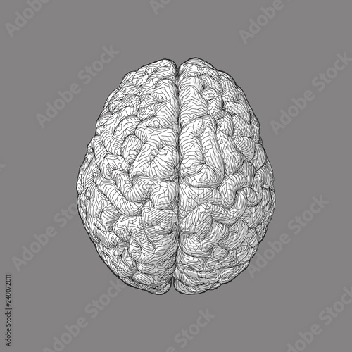 Stylized brain illustration isolated on grey BG