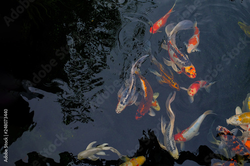 Fototapeta Naklejka Na Ścianę i Meble -  Colorful Carp fish in a lovely pond of a garden, The background of the colorful carp fish swimming
