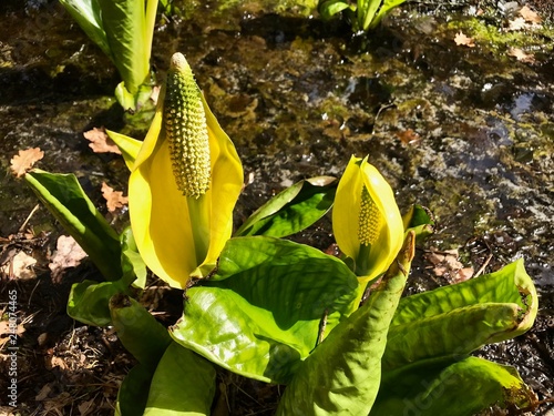 Gelbe Scheinkalla in Blüte wächst im Moor / Sumpf - lysichiton americanus / Stinktierkohl - Scheinkalla photo