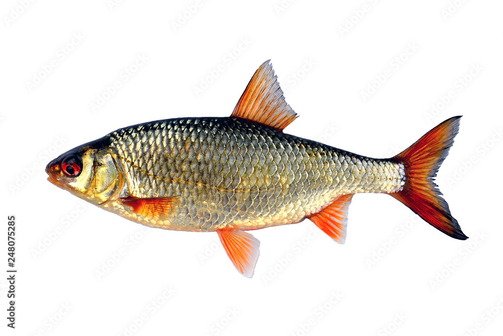 Roach common (lat. Rutilus rutilus), side view. Isolated image. Roach common (lat. Rutilus rutilus), side view. Isolated image.