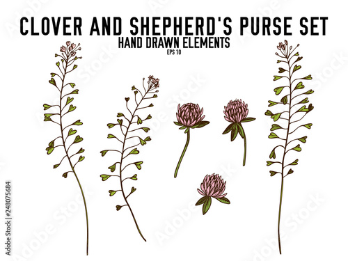 Vector collection of hand drawn colored  clover  shepherd s purse