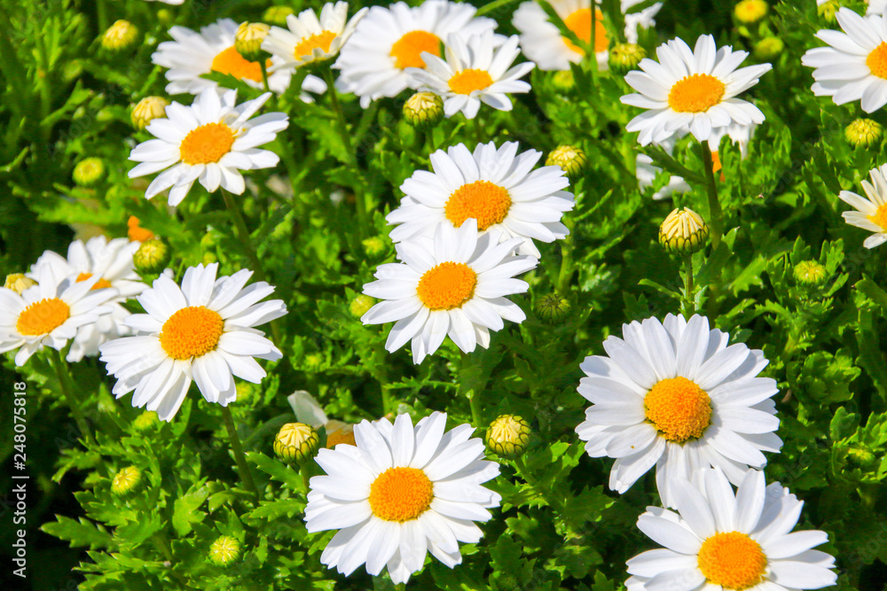 Obraz premium ノースポール
