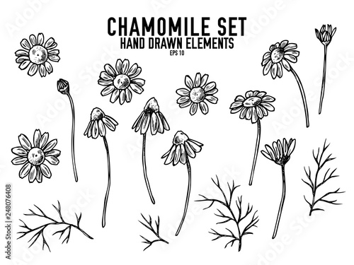 Vector collection of hand drawn black and white chamomile