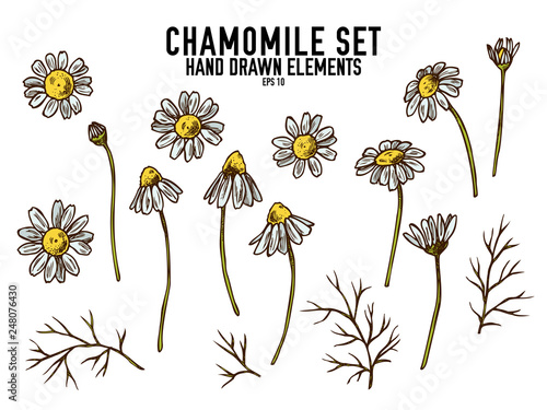 Vector collection of hand drawn colored  chamomile