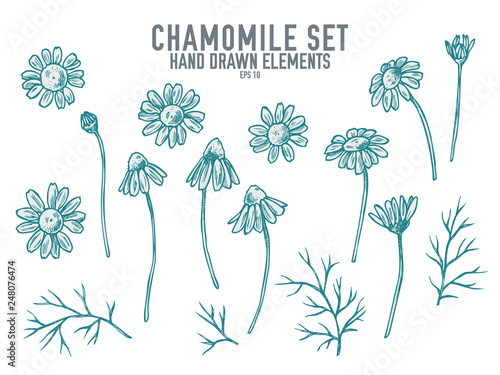 Vector collection of hand drawn pastel chamomile