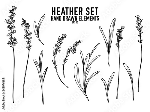 Vector collection of hand drawn black and white heather photo