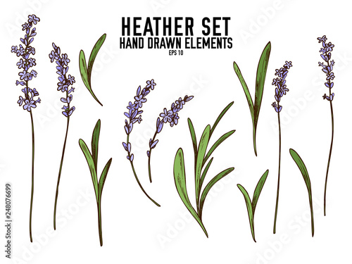 Vector collection of hand drawn colored  heather photo