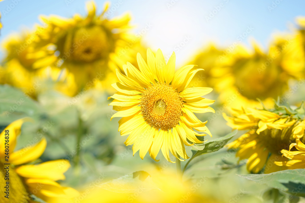 Obraz premium Closeup of sun flower against a blue sky.